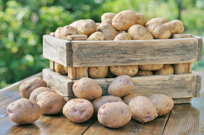 Картофель