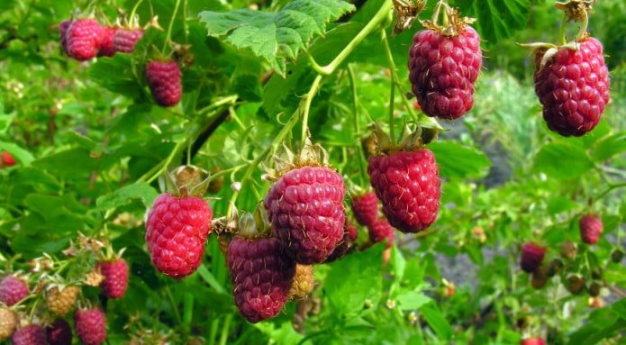 куст малины